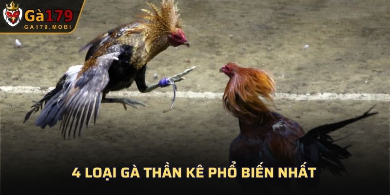 4 loại gà thần kê phổ biến nhất