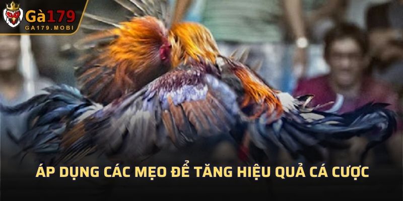 Áp dụng các mẹo để tăng hiệu quả cá cược