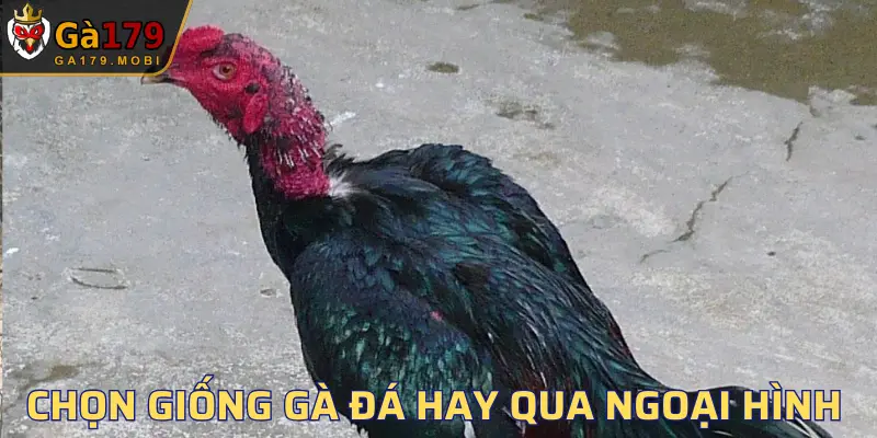 Bề ngoài là yếu tố quan trọng giúp bạn đánh giá sức mạnh
