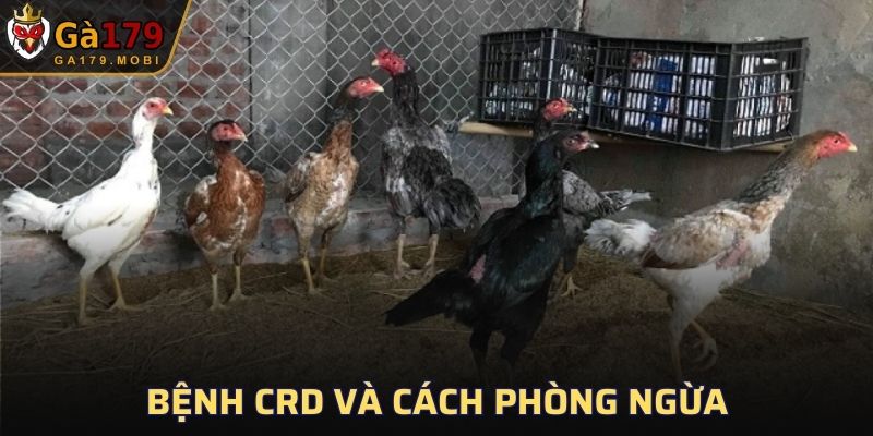 Bệnh CRD và cách phòng ngừa