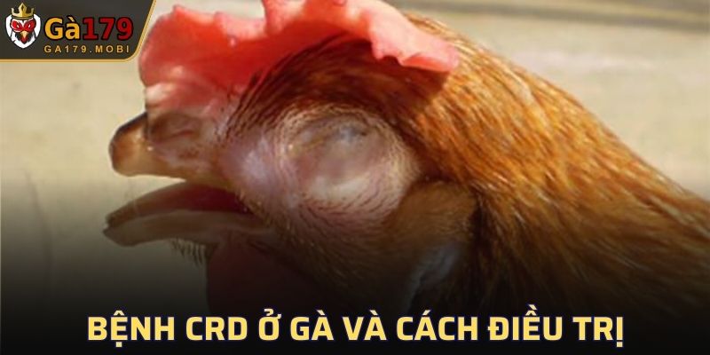 Bệnh CRD