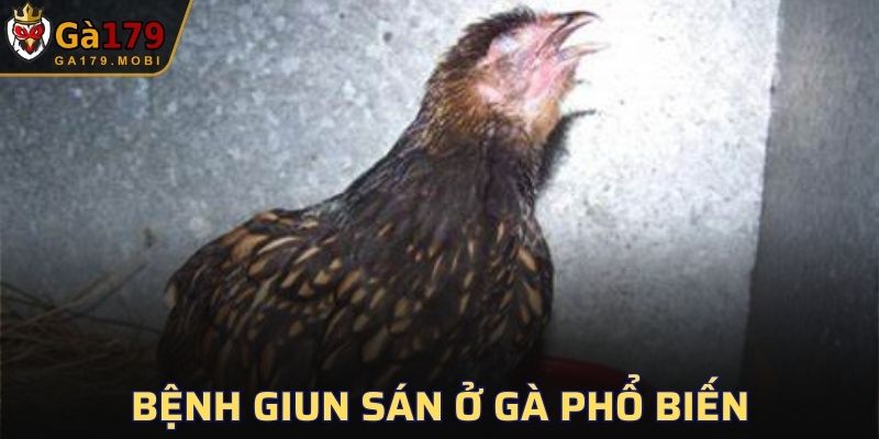 Bệnh Giun Sán Ở Gà
