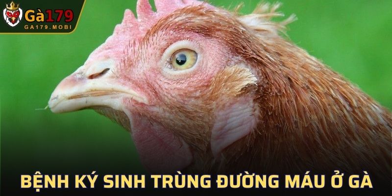 Bệnh Ký Sinh Trùng Đường Máu