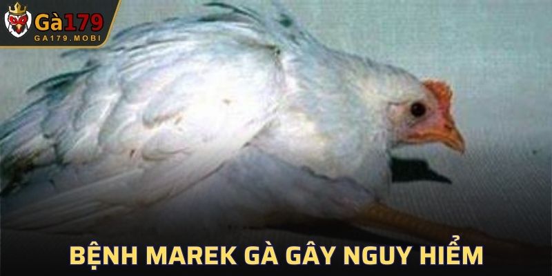 Bệnh Marek Gà