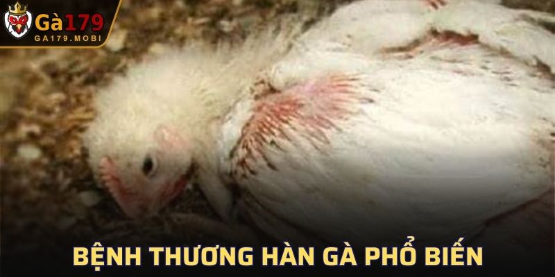 Bệnh Thương Hàn Gà