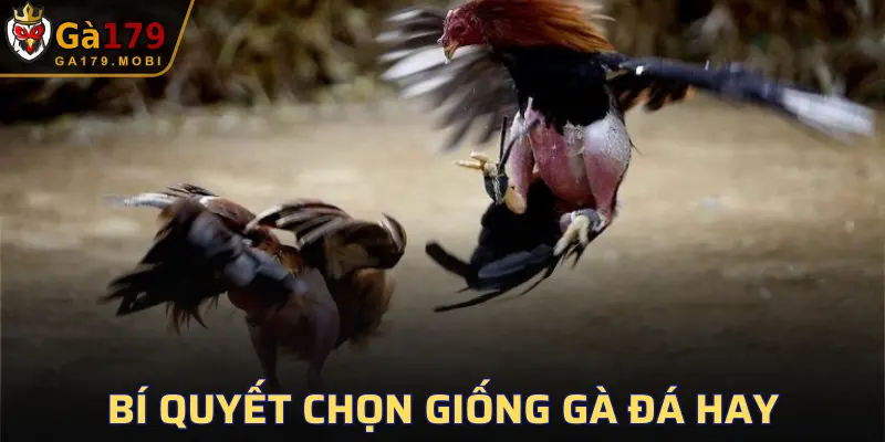 Bí Quyết Chọn Giống Gà Đá