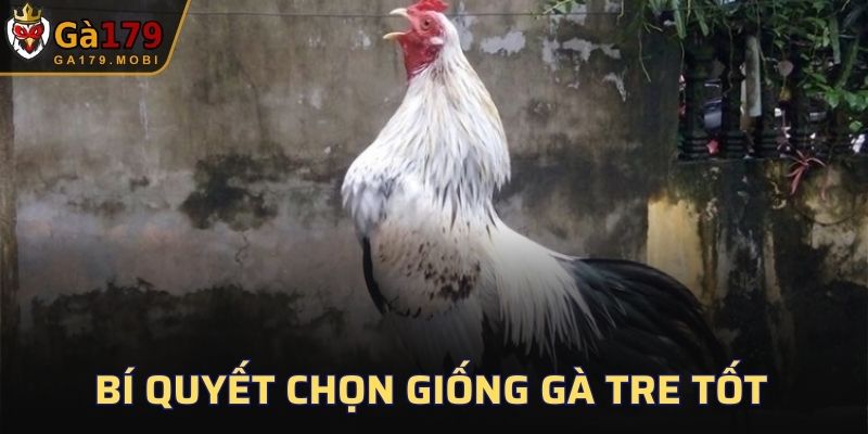 Bí quyết chọn giống gà Tre tốt