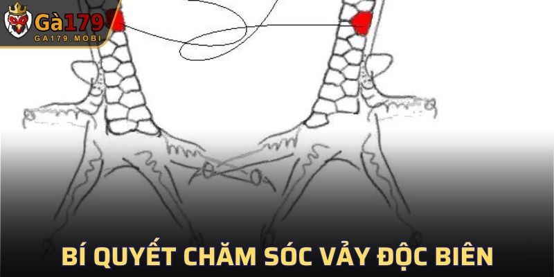 Bí quyết huấn luyện gà giống thành một “ thần kê ”