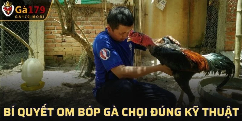 Bí quyết om bóp gà chọi đúng kỹ thuật