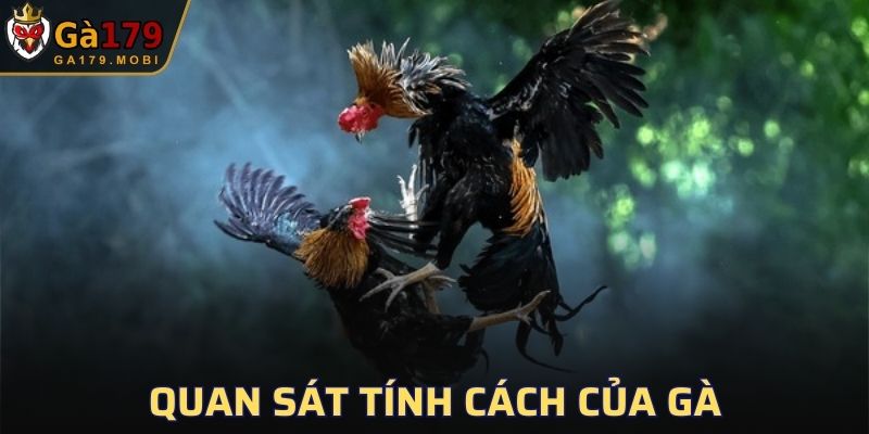 Các cách nhận biết gà chọi linh kê trực quan