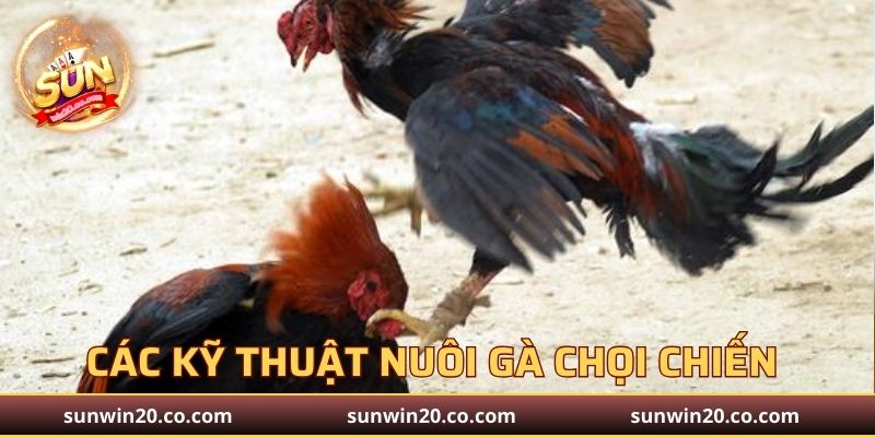 Các kỹ thuật nuôi gà chọi chiến tại GA179