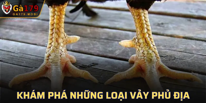 Các loại vảy phổ biến mà các sư kê nên nắm rõ
