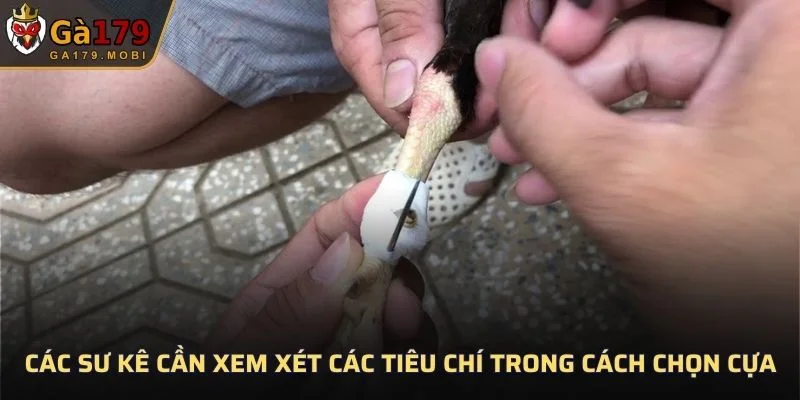 Các sư kê cần xem xét các tiêu chí trong cách chọn cựa cho gà chọi