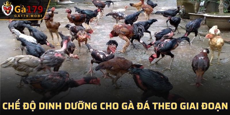 Các thức ăn trong chế độ dinh dưỡng cho gà đá