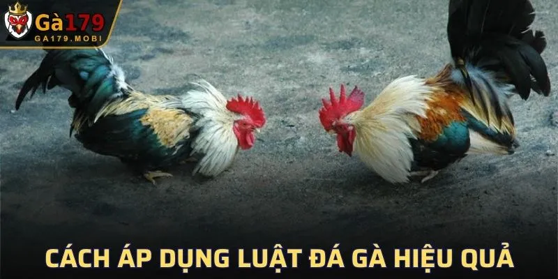 Cách áp dụng luật đá gà Hiệu quả