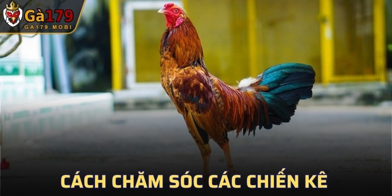 Cách chăm sóc các chiến kê