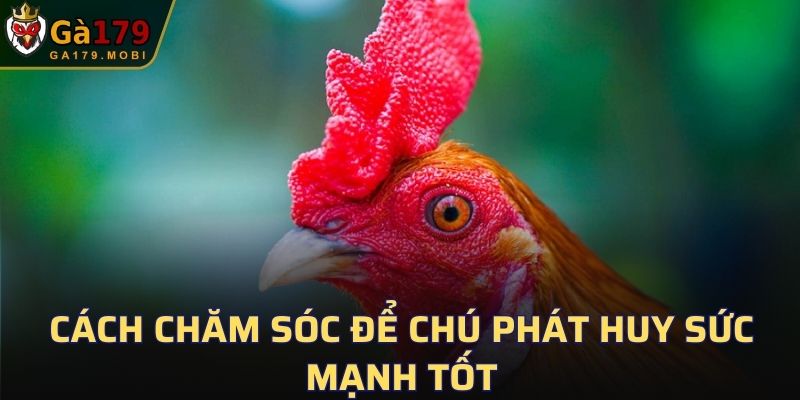 Cách chăm sóc để chú phát huy sức mạnh tốt