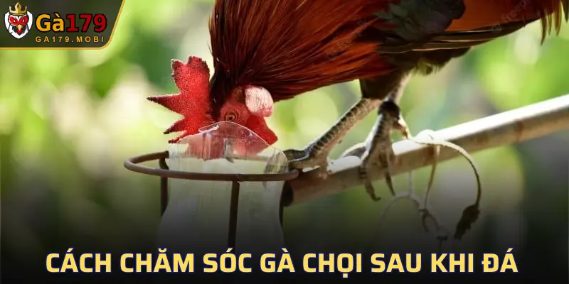 Cách Chăm Sóc Gà Chọi Sau Khi Đá