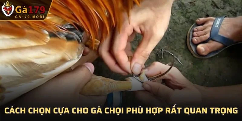 Cách chọn cựa cho gà chọi phù hợp lại quan trọng