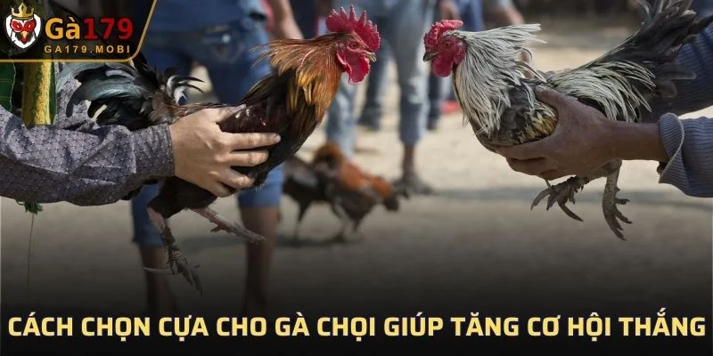 Cách Chọn Cựa Cho Gà Chọi