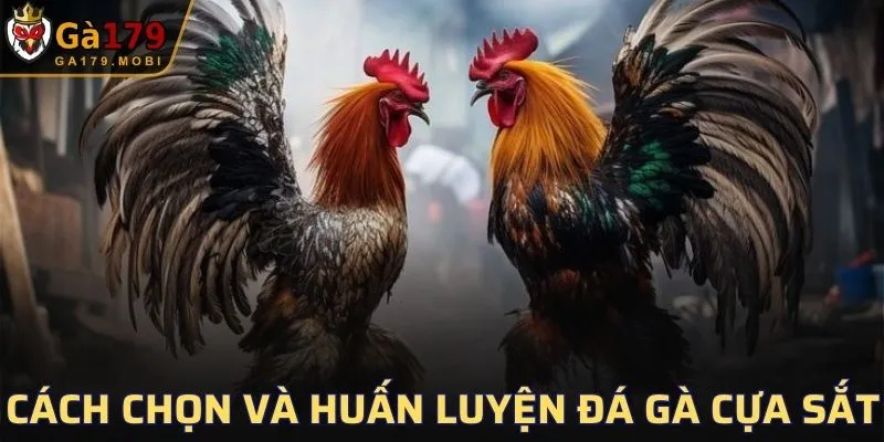 Cách chọn và kỹ thuật huấn luyện đá gà cựa sắt