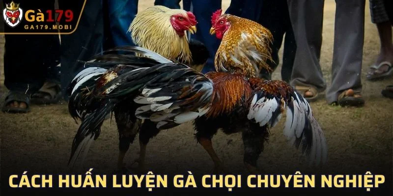 Cách Huấn Luyện Gà Chọi