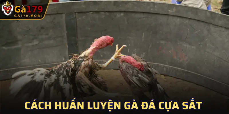 Cách Huấn Luyện Gà Đá Cựa Sắt