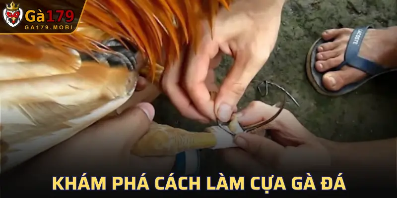 Cách Làm Cựa Gà Đá