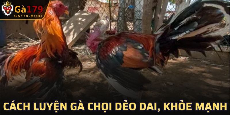 Cách Luyện Gà Chọi Dẻo Dai