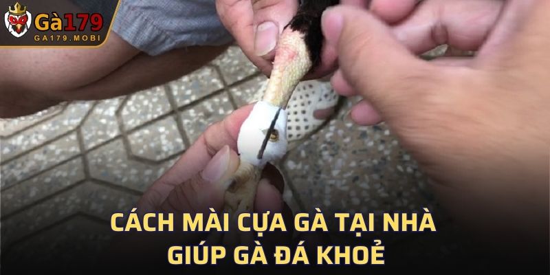 Cách Mài Cựa Gà