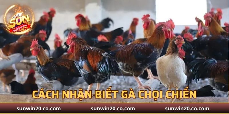Cách nhận biết gà chọi kỹ thuật nuôi gà chọi chiến