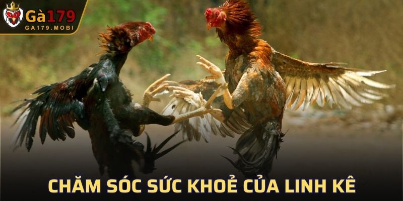 Cách nhận biết gà chọi linh kê thông qua môi trường sống