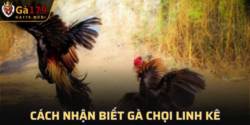 Cách Nhận Biết Gà Chọi Linh Kê