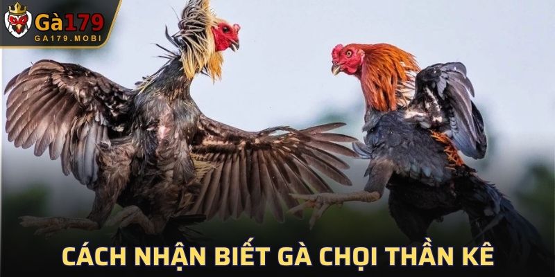 Cách Nhận Biết Gà Chọi Thần Kê