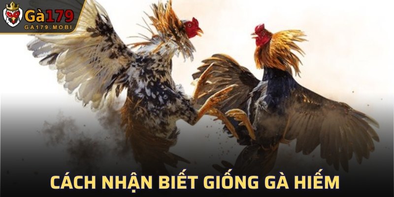 Cách nhận biết giống gà hiếm
