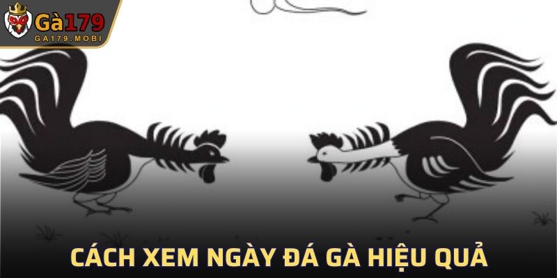 Cách xem ngày đá gà chính xác mang lại hiệu quả gì?