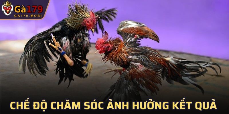 Chế độ chăm sóc ảnh hưởng lớn đến kết quả cuối cùng