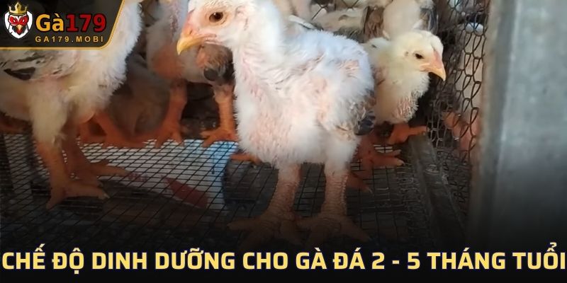 Chế độ dinh dưỡng cho gà đá 2 - 5 tháng tuổi