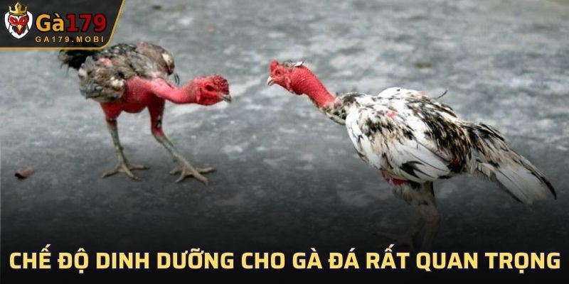 Chế độ dinh dưỡng cho gà đá rất quan trọng