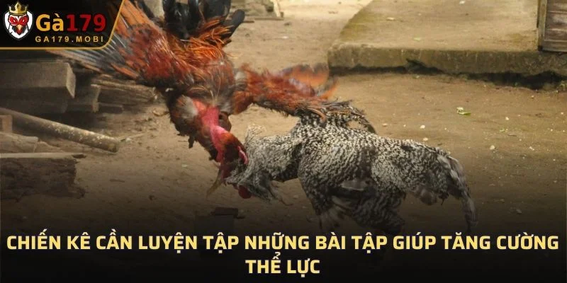 Chiến kê cần luyện tập những bài tập giúp tăng cường thể lực