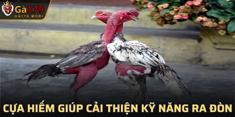Chiến kê sở hữu loại cựa hiếm này giúp cải thiện khả năng ra đòn