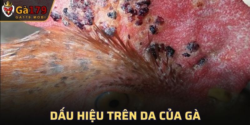 Chiến kê xuất hiện triệu chứng lạ thường