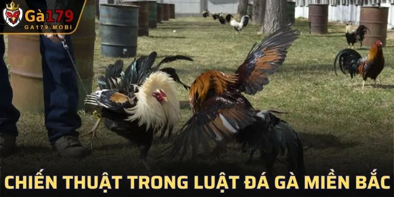 Chiến thuật trong luật đá gà miền Bắc