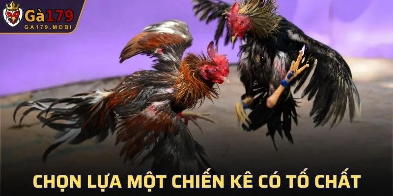 Chọn lựa một chiến kê có tố chất