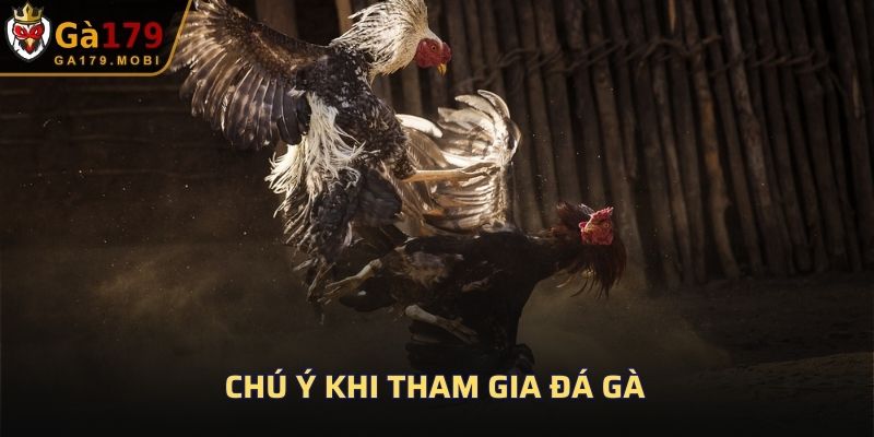 Chú ý khi tham gia đá gà