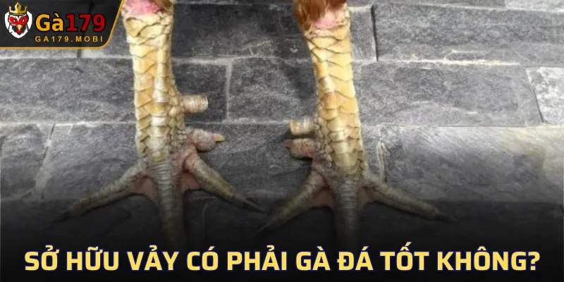 Chúng chỉ xuất hiện ở một số ít gà chọi đặc biệt
