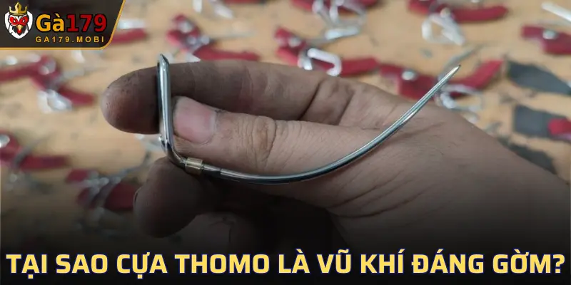 Cựa bắt nguồn từ đấu trường Thomo- một sàn đấu danh tiếng
