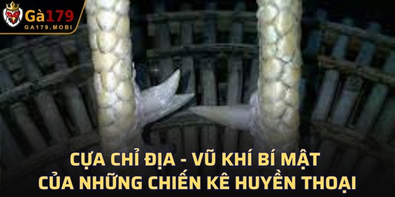Cựa Chỉ Địa