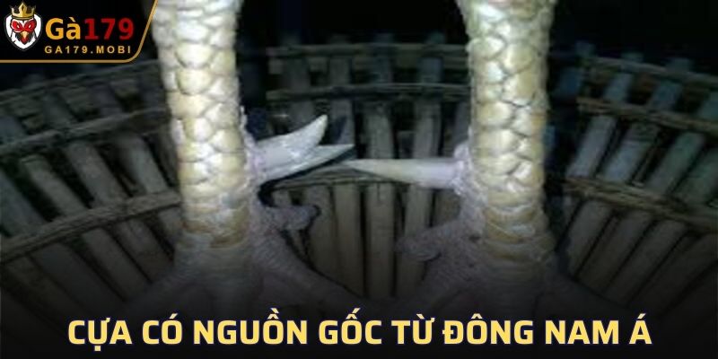 Cựa có nguồn gốc từ các nước Đông Nam Á