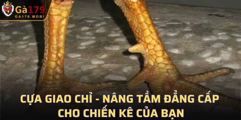 Cựa Giao Chỉ